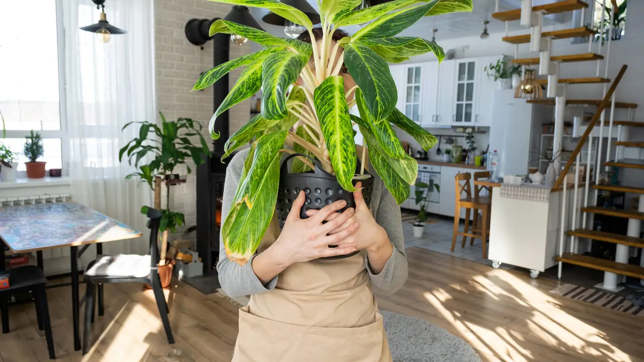 Le tue piante da interno stanno morendo? L’errore è nel vaso che hai scelto