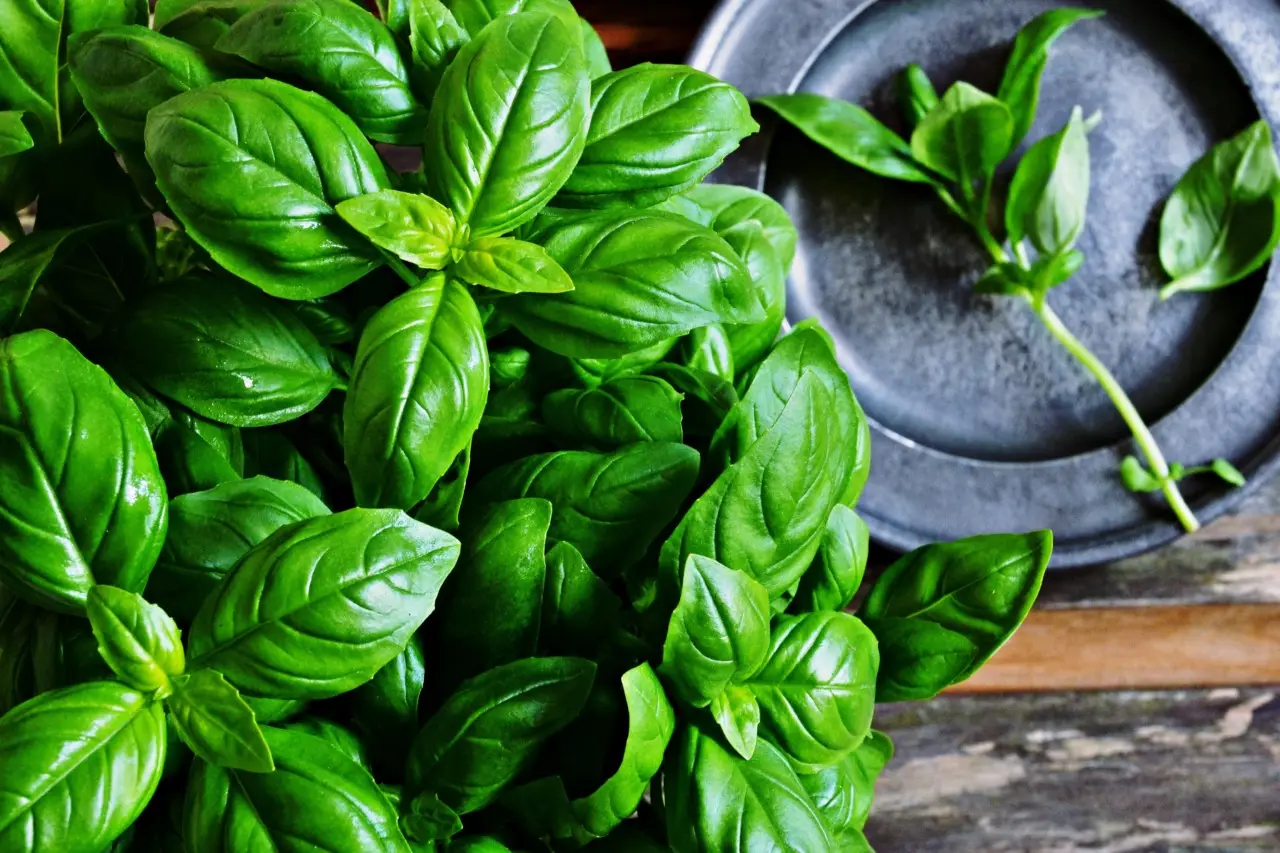 Vuoi un basilico più profumato e resistente? Prova questa consociazione segreta