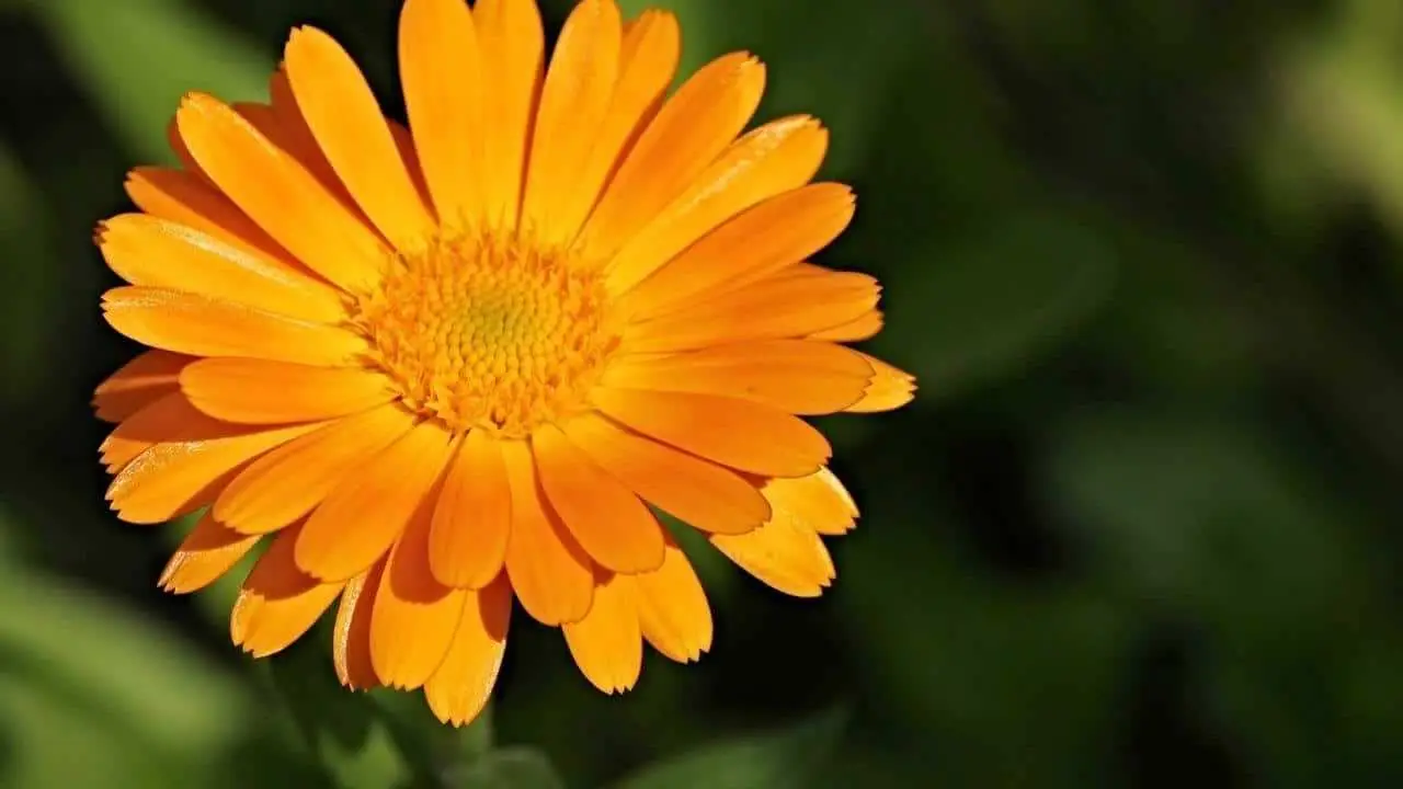 Calendula vicino al basilico? Il metodo naturale che migliora sapore e difese