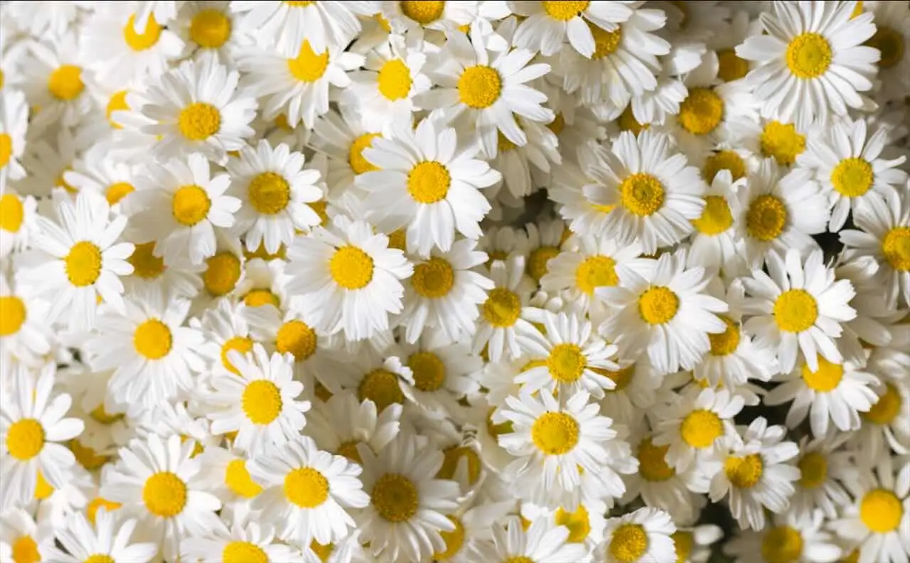 Ecco perché le margherite vicino al basilico fanno miracoli: il segreto dei giardinieri