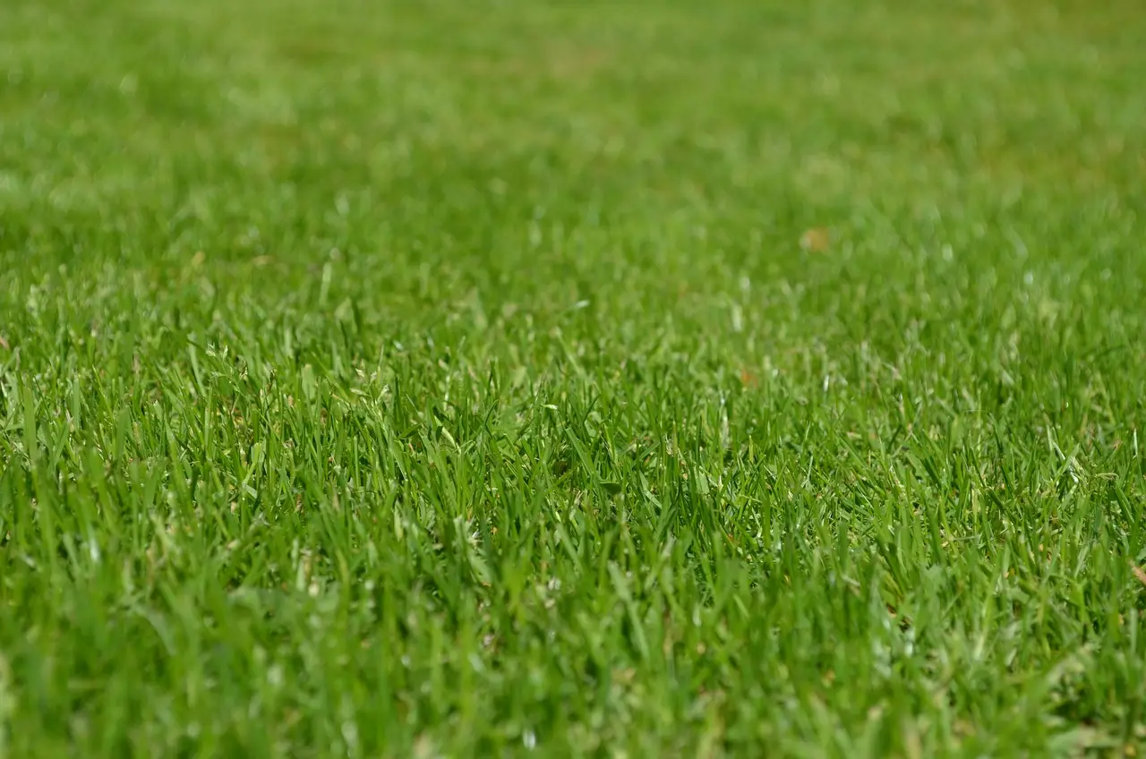 Trasemina del prato: come ridare vita al tuo giardino e perché è importante per un verde perfetto