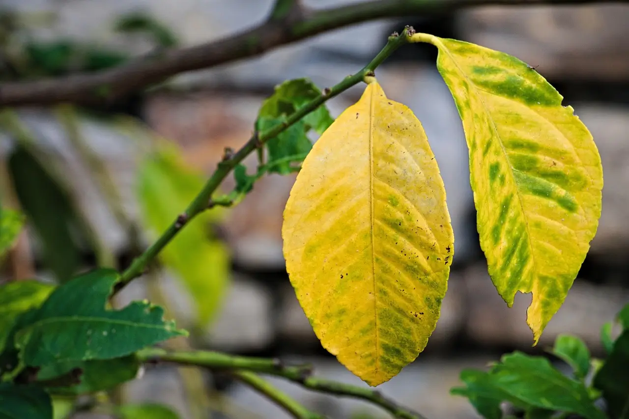 Come eliminare le foglie secche in giardino: consigli pratici per una casa più ordinata e un ambiente più sano