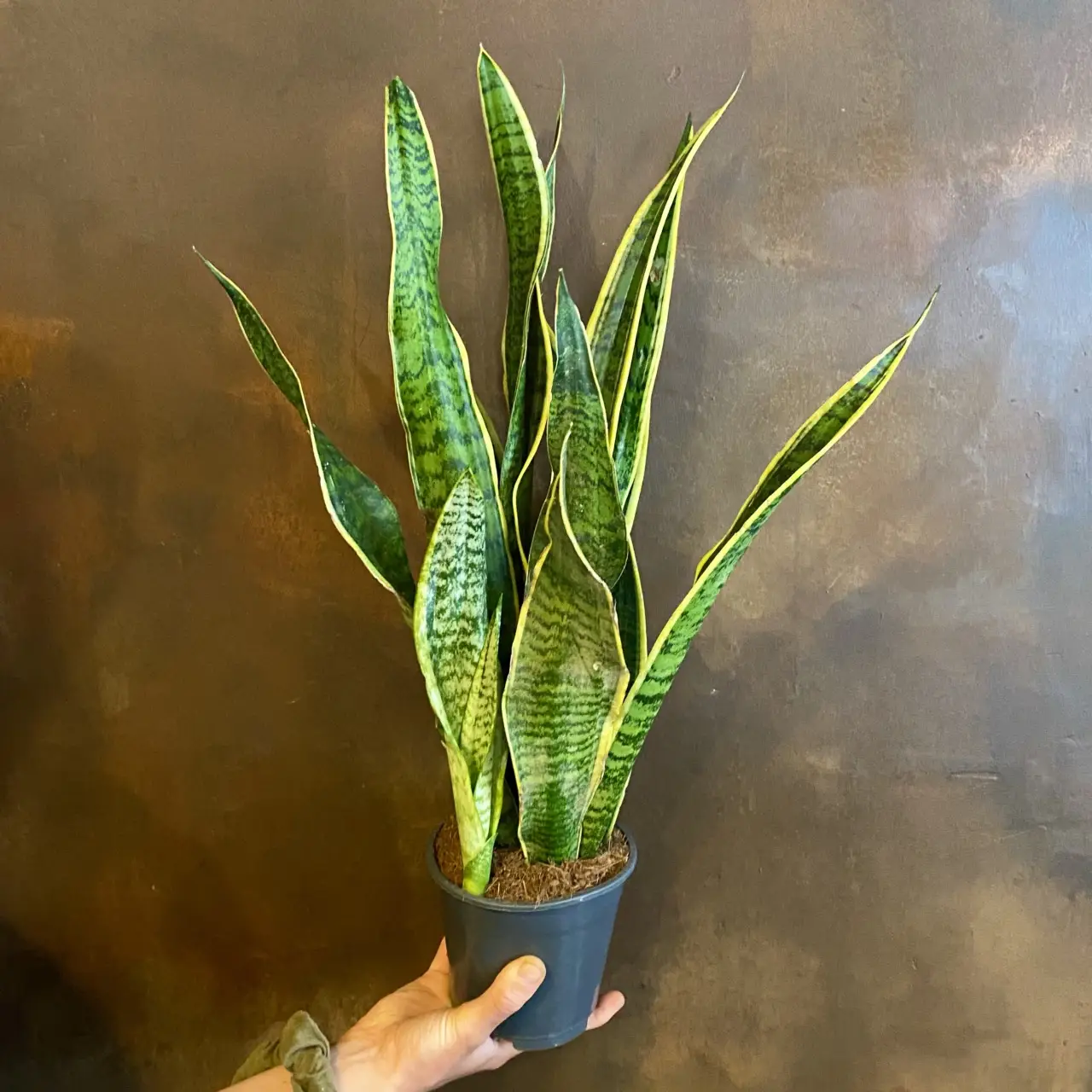 Sansevieria: i segreti per prendersi cura della pianta che purifica l’aria di casa