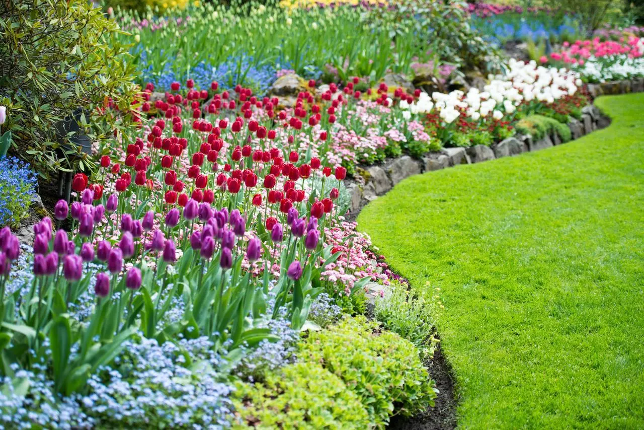 Il trucco per un giardino fiorito anche con 40°C: quante volte devi davvero innaffiare?