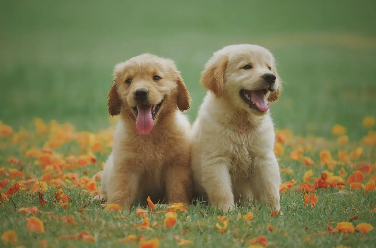 Cani e bottiglie: scopri il curioso motivo per cui i tuoi amici a quattro zampe le temono