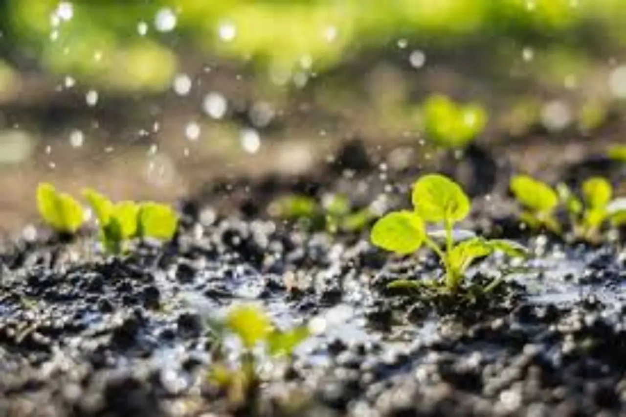 Scopri il metodo ideale per drenare il tuo terreno umido e prevenire ristagni