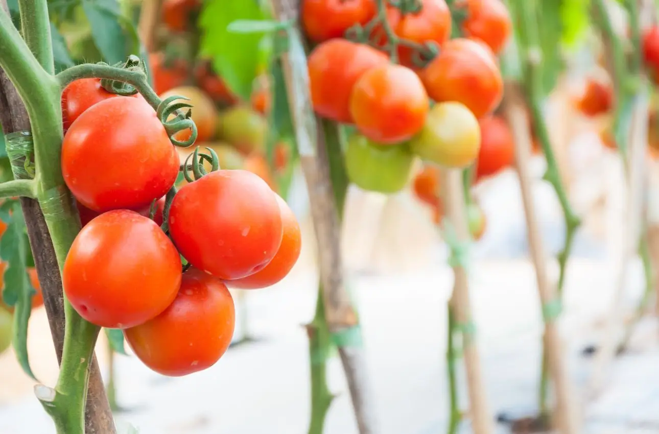 L’errore da non fare con i pomodori: ecco cosa piantare ai loro piedi per proteggerli