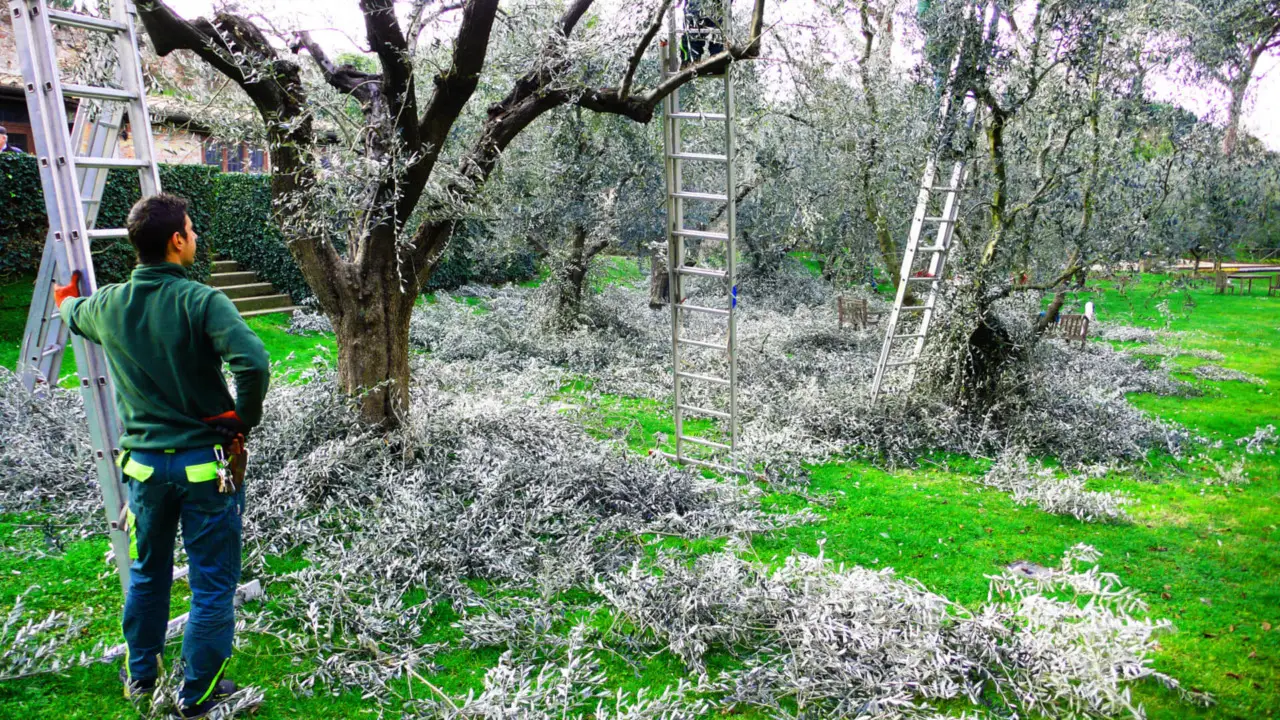 Fattura da tre zeri a sorpresa: controlla le spese prima di chiamare un giardiniere