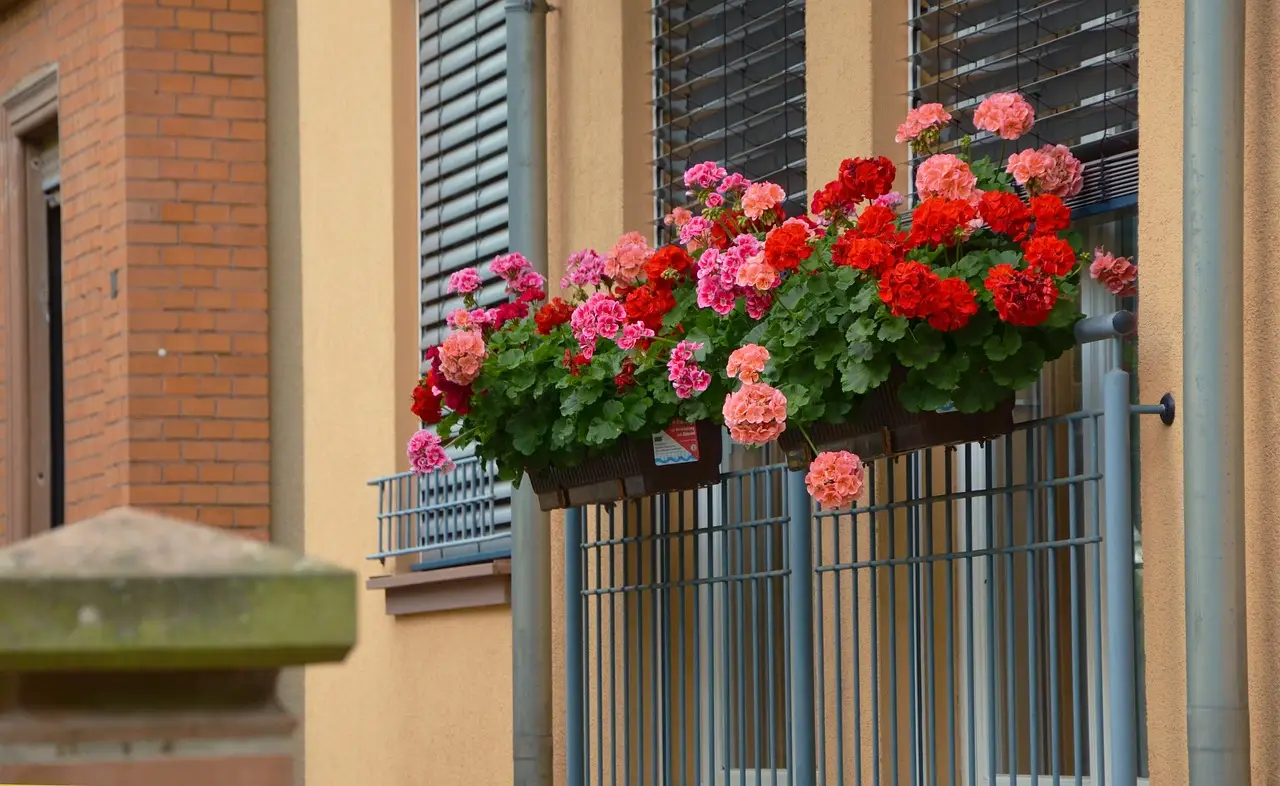 La risposta degli esperti: ecco quando puoi finalmente esporre i gerani in balcone