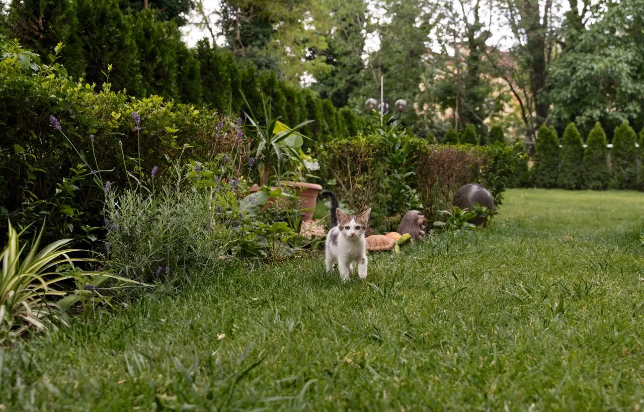 Aceto e gatti in giardino: il trucco semplice per farli andare dove vuoi tu