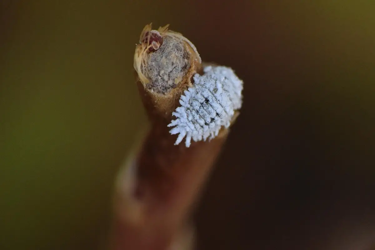 Insetti bianchi piccolissimi: ecco cosa sono davvero e perché compaiono ora