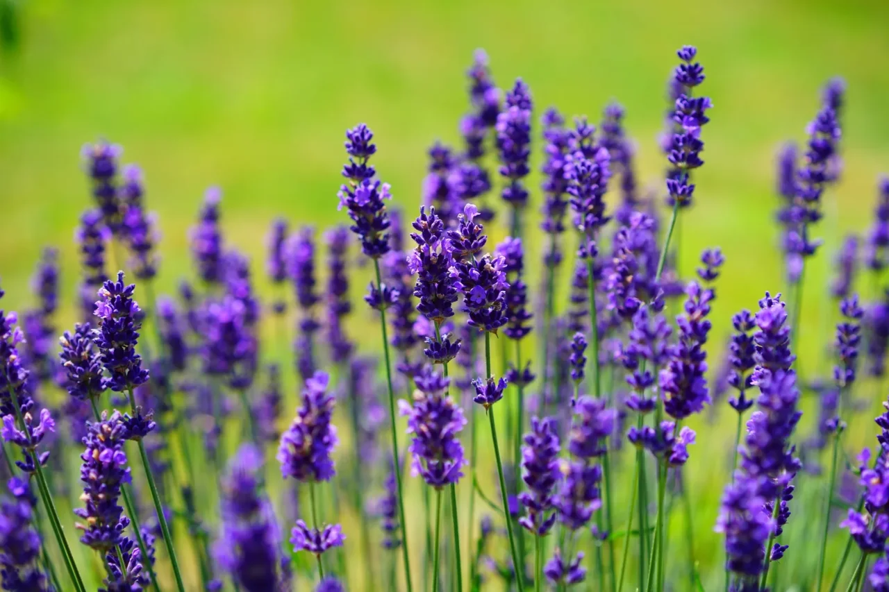L’errore che fai quando usi la lavanda per profumare casa: ecco il metodo giusto