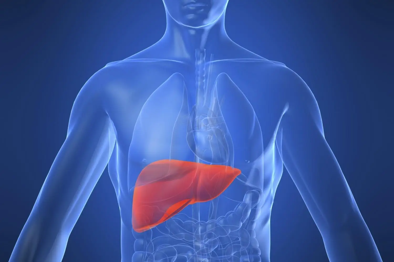 Non è lo stomaco né l’intestino: ecco l’organo segreto che controlla davvero la tua digestione