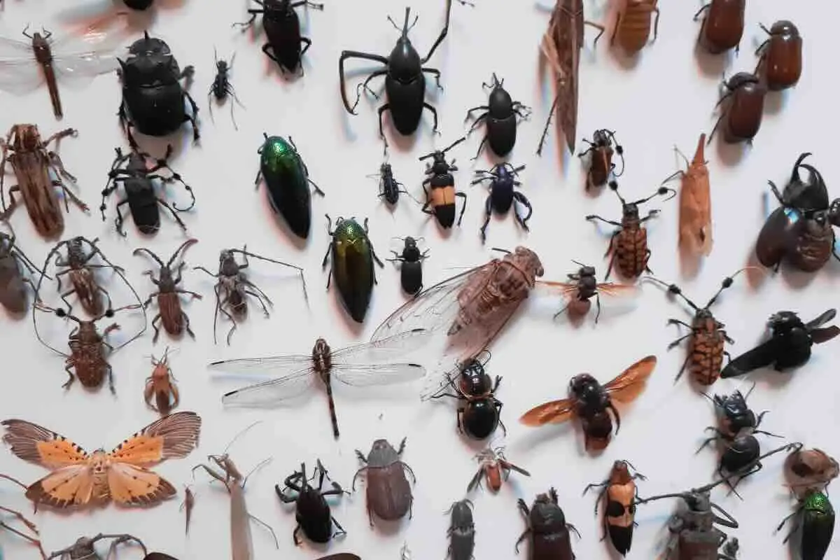 Allarme insetti in casa? Ecco i costi reali di una disinfestazione che le aziende nascondono