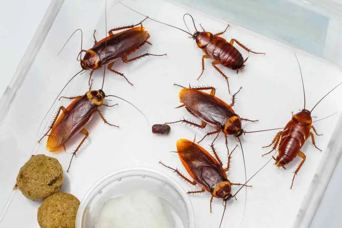Allarme blatte nel letto: ecco perché succede e come evitarlo subito