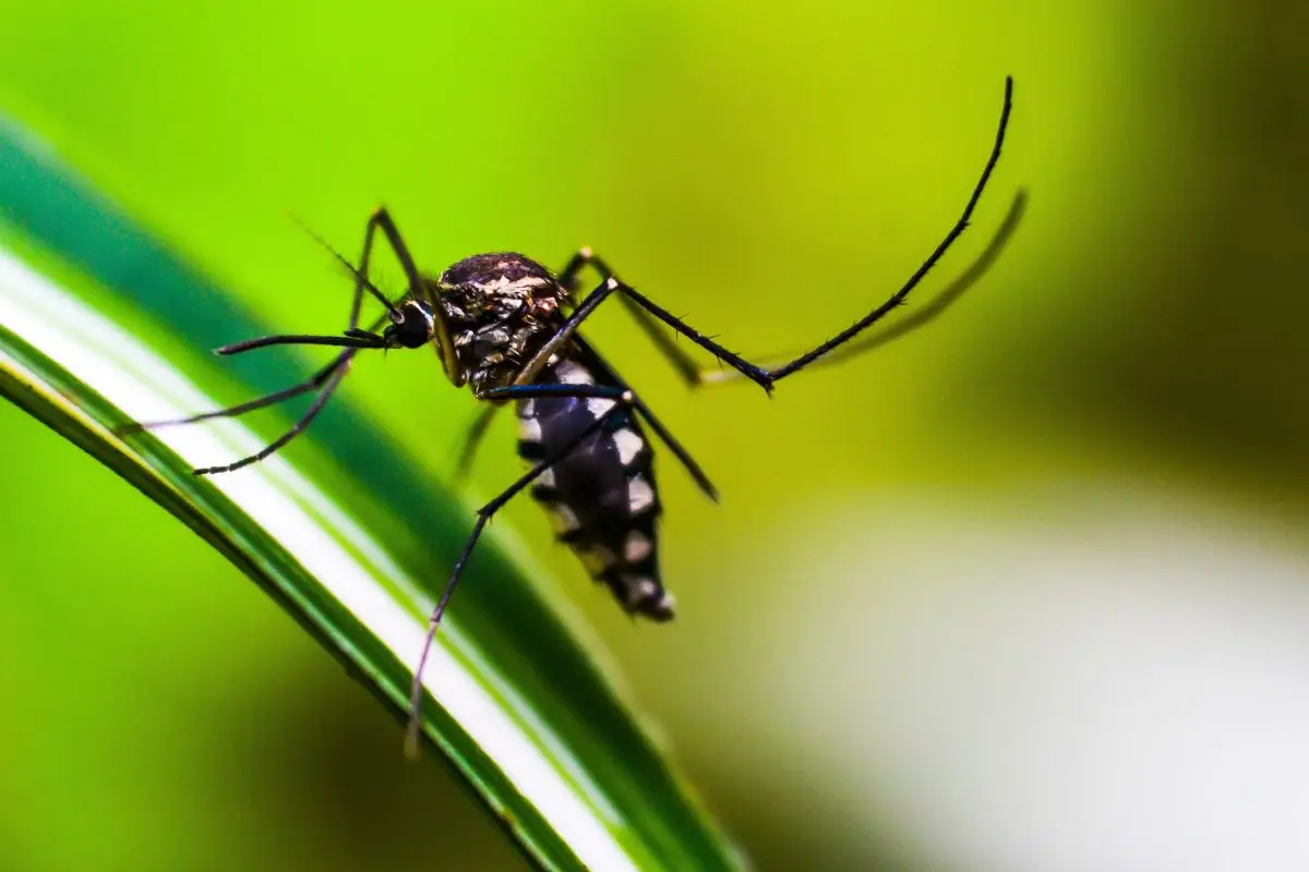 Allarme in giardino: ecco cosa nasconde la presenza improvvisa di sciami di moscerini
