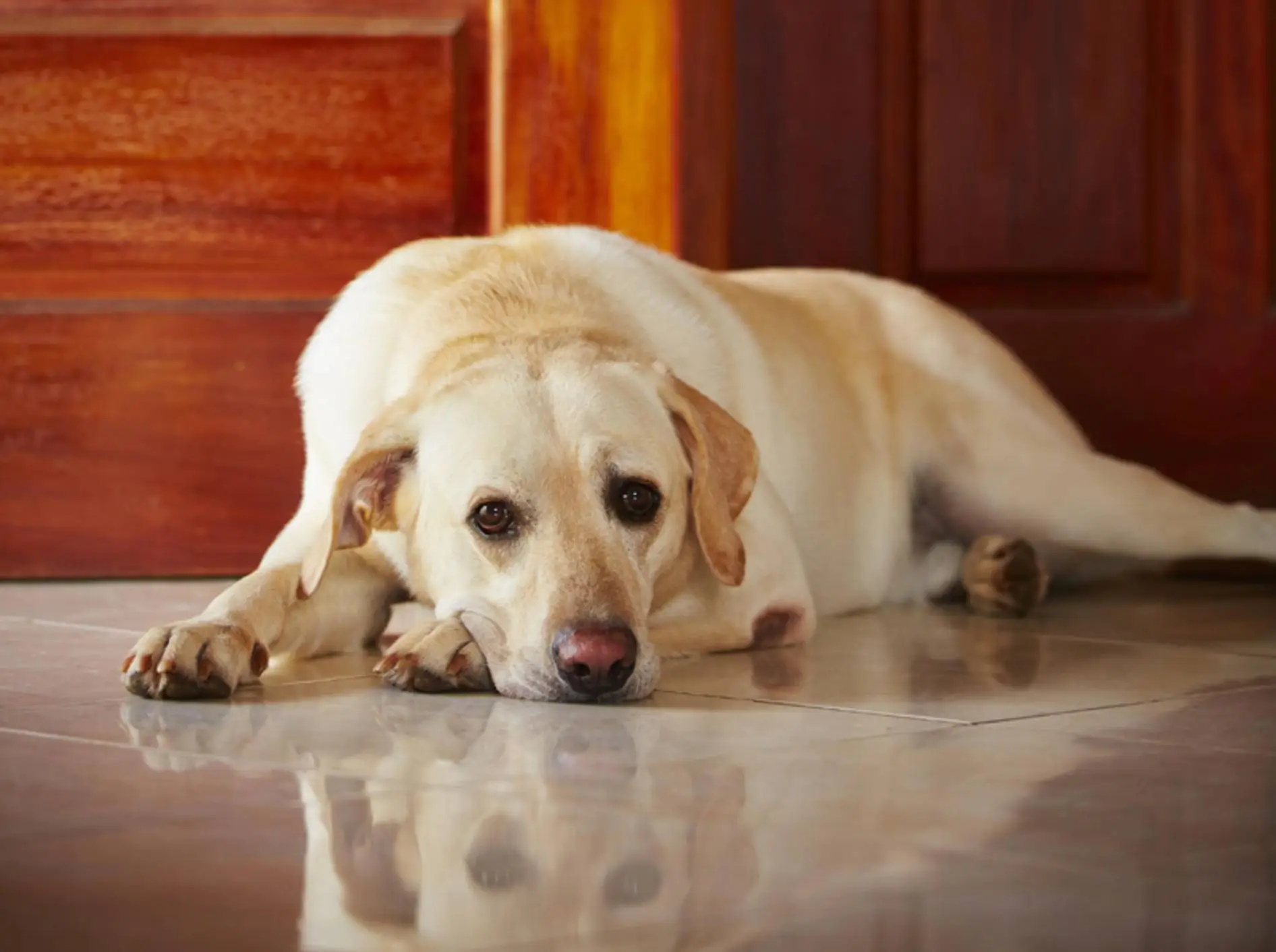 Il tuo cane mangia i mobili? Ecco il trucco immediato per farlo smettere