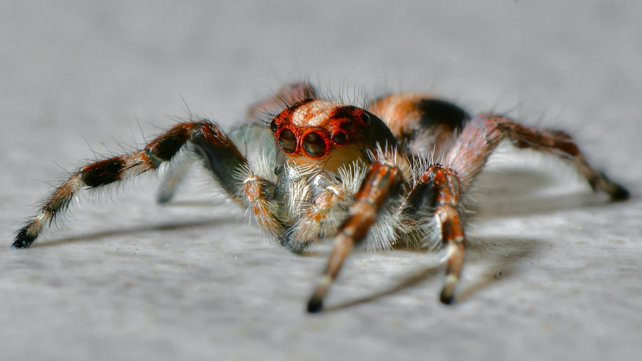 Cosa spruzzare per far morire i ragni? Usa questo prodotto naturale e li elimini subito