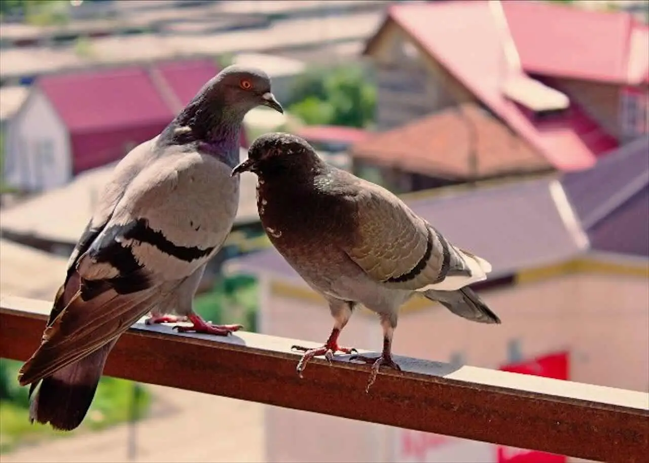 Chi deve pagare per i dissuasori contro i piccioni sul balcone? La risposta definitiva