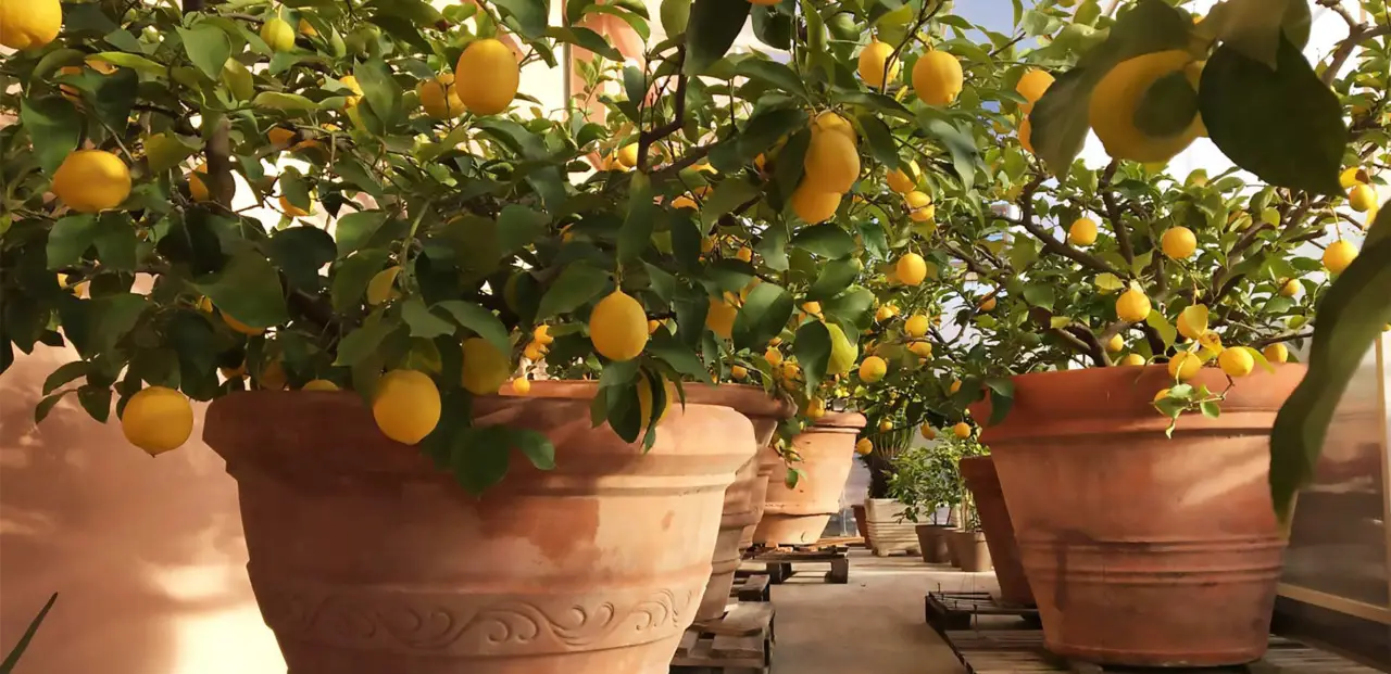 Il trucco per far crescere i limoni in vaso
