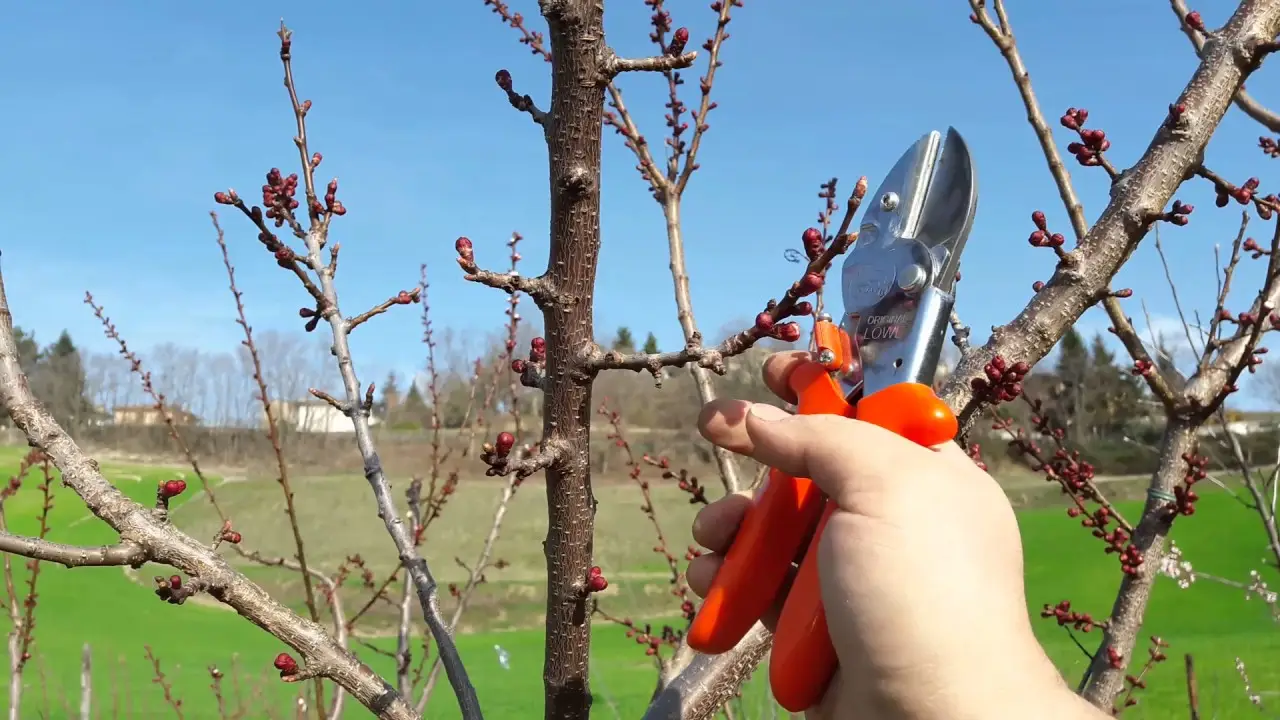 Come si fa a potare gli alberi da frutto dopo la raccolta? Le regole per pesco e melo
