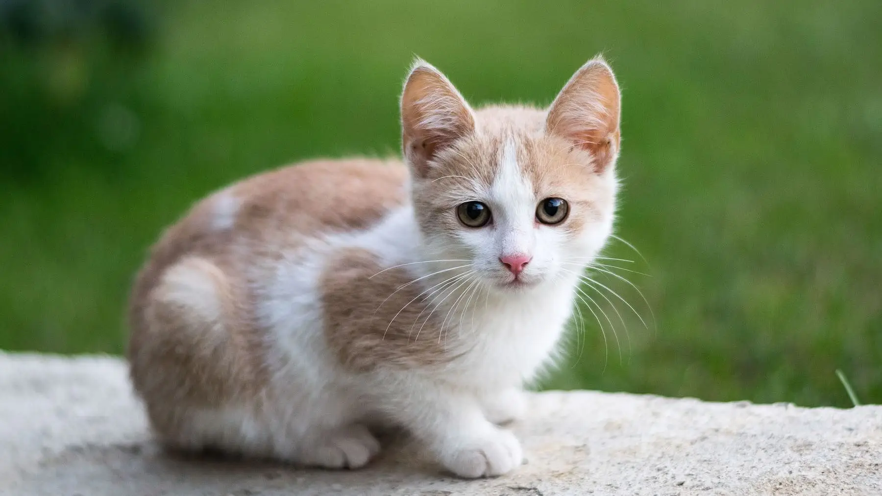 Come disinfettare casa con animali: il metodo sicuro per pulire senza rischi per loro